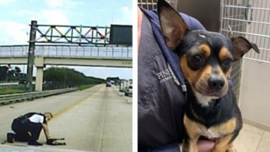 Photo of Florida cop stops busy highway to rescue dog hit by car