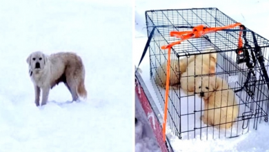 Photo of Couple Find 3 Shivering Puppies Living In A Sheep Carcass, Hunt For Mama Dog On