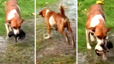Photo of Mama Dog Goes On A Selfless Mission To Save Her Puppies From The Pouring Rain