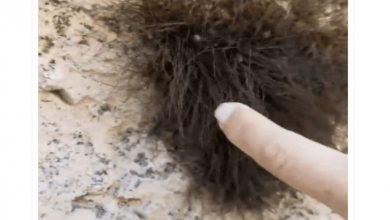 Photo of Hikers Find Big Ball Of Fur, Realized It Wasn’t Fur At All