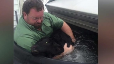 Photo of The Farmer Finds A Newborn Calf Frozen In The Snow-And Saves His Life In Hottub