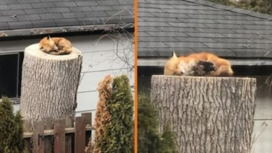 Photo of Cute Little Fox Napping On A Tree Stump Makes The Day Of Couple Stuck In Isolation
