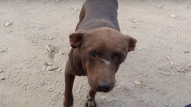 Photo of He Waits In The Same Spot Everyday To Be Saved & Wants A Home More Than Food