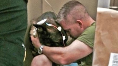 Photo of Police dog is injured in the line of duty, has priceless reaction when he reunites with cop