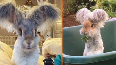 Photo of Meet Wally – The Adorable Bunny With The Huge “Wing-Like” Ears