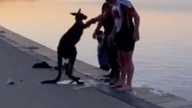 Photo of Grateful kangaroo offers handshake as men save it from freezing lake