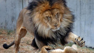 Photo of The Lion Father Tried To Punish His Cub For Biting His Tail, But Was Only Scolded By His Mother