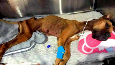 Photo of Dog Resigns To Her Fate And Quietly Passes Away After Her Family Stopped Caring