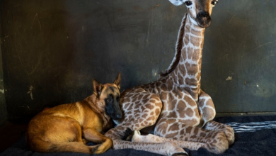 Photo of Dog Left Heartbroken After The Baby Giraffe He Adopted Passes Away In His Arms
