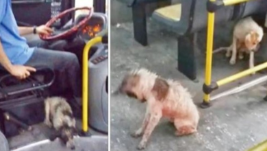 Photo of Bus driver found dogs freezing in thunderstorm and then breaks the rules