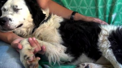 Photo of Dog falls asleep on her rescuer’s lap, knowing she is finally safe