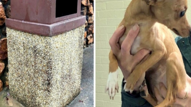 Photo of Scared Dog Found Shivering & Hungry After Being Dumped In A Trash Can In Rain