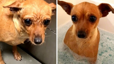 Photo of Abused Dog Shivered Whenever Anyone Touched Her, But She’s A Whole New Dog Now