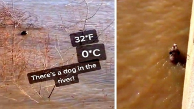 Photo of Lost Dog Begins Drowning In Icy River, Stranger Risks Life & Dives In To Save Him