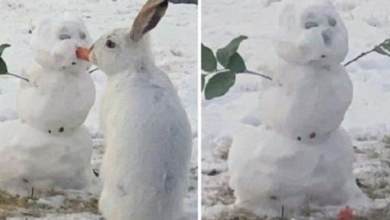 Photo of People Fall In Love With Rabbit Chewing Carrot Nose On Snowman