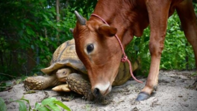 Photo of Adorable Baby Cow Who Lost Its Leg Becomes Best Friends With A Giant Tortoise