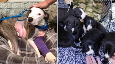Photo of Mama Dog Was Starved, Beaten & Shot In The Leg Just Days After Giving Birth
