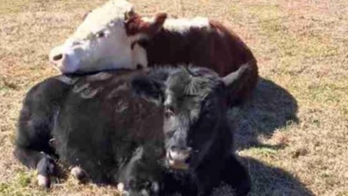 Photo of Rescue cows fell in love the moment they first met