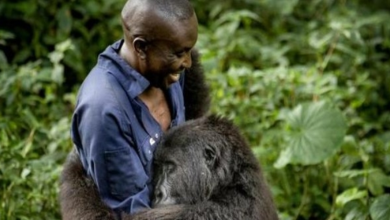 Photo of Affectionate gorilla shares touching embrace with park ranger