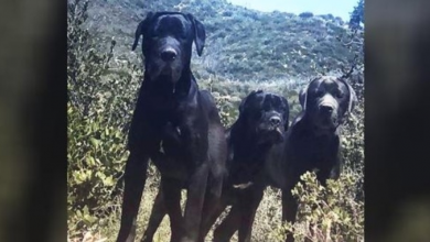 Photo of 3 Huge Dogs Found In Mountains Refused To Be Rescued, But One Woman Gained Their Trust