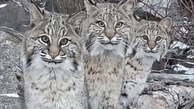Photo of Drone Captures Unique Moment Of 3 Bobcats Cooling Off On Frozen River