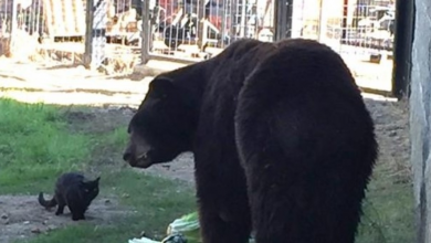 Photo of Cat Wanders Into Animal Sanctuary and Becomes Best Frineds With A Bear