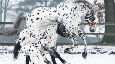 Photo of Adorable Trio Of Black Spotted Horse, Pony, And Dog Look Like Siblings