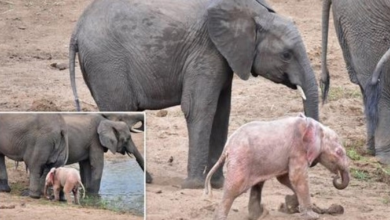 Photo of Rare Pink Baby Elephant Found At African Wildlife Park