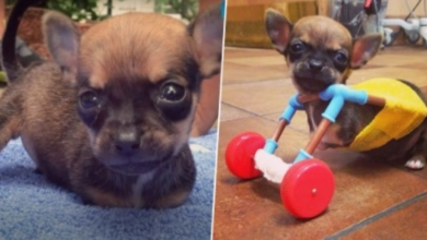 Photo of Breeder Dumped Him For Having 2 Legs But His New Mom Swears He Has Super Powers