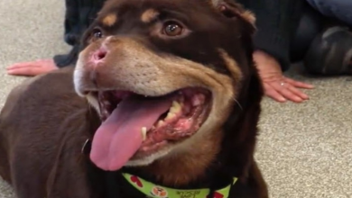 Photo of Rottweiler Found With Nose And Ears Savagely Cut Off Finds Forever Family