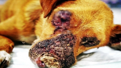 Photo of Dog Is Chained To A Lonely Tree For 5 Years And Parasites Begin Eating His Face