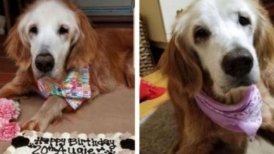 Photo of Meet Augie, the worlds oldest golden retriever who is 20 years old