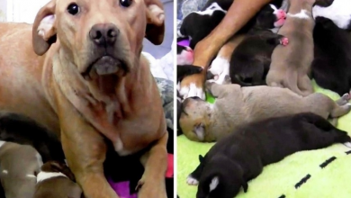 Photo of Mama Dog Was Bleeding When Her Owner Threw Her Out With Her 10 Newborn Puppies