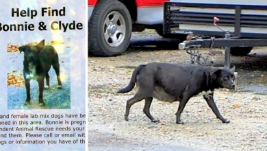Photo of Heavily Pregnant Dog And Her Friend Get Abandoned, Disappear Into Nearby Woods