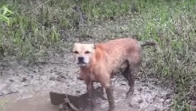 Photo of Rangers Hear Animal Cries, They Make a Heartbreaking Find