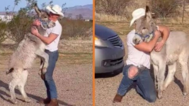 Photo of Donkey Acts Just Like A Dog When He Sees His Dad Come Home