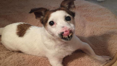 Photo of Homeless Senior Dog Without A Nose Finds A Family Who Thinks She’s Flawless