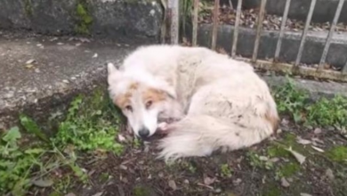 Photo of Elderly Dog Spent Whole Life As A Stray Until This Moment