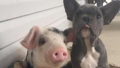 Photo of Piglet rescued from a cage finds an unlikely best buddy in his new home
