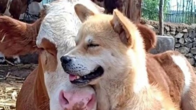 Photo of Cute Shiba Inu befriends cow and now they can’t stop cuddling each other