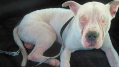 Photo of Rescue A Shelter Dog Who Was Just About To Be Euthanized Inspires Everyone
