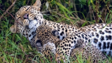 Photo of A Mother Leopard Hugs Her Adorable Cub In A Lovely Way