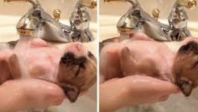 Photo of A 10-Day-Old Puppy Rescued From A Pile Of Trash Enjoys A Hot Bath In The Sink