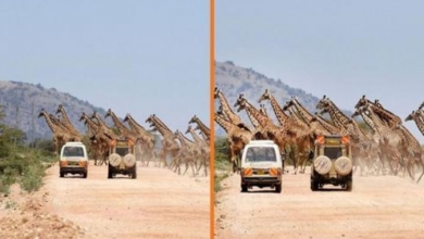 Photo of Large Herd Of 30 Giraffes Stroll Across The Road, Leaving Tourists Stunned