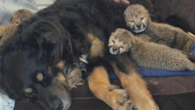 Photo of Caring dog adopts five cheetah cubs after losing their mother