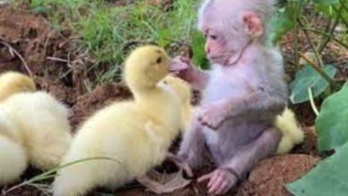 Photo of Baby Monkey Takes Care Of Five Ducklings As If They Were His Family