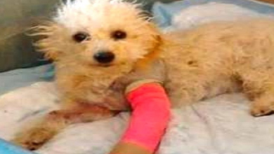 Photo of Pup Loses Front Legs, Yet Continues To Spread Love Where Ever She Goes