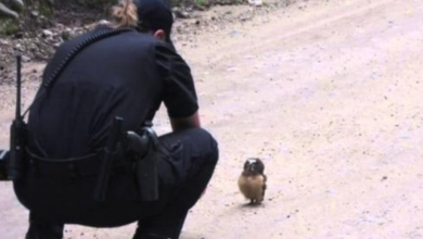 Photo of Police officer and adorable baby owl have the cutest conversation ever