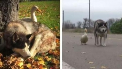 Photo of Husky forms beautiful relationship with duck after losing bestfriend
