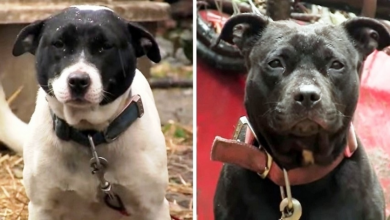 Photo of Dogs Kept On Chains All Their Lives In Freezing Cold Taste Freedom For 1st Time